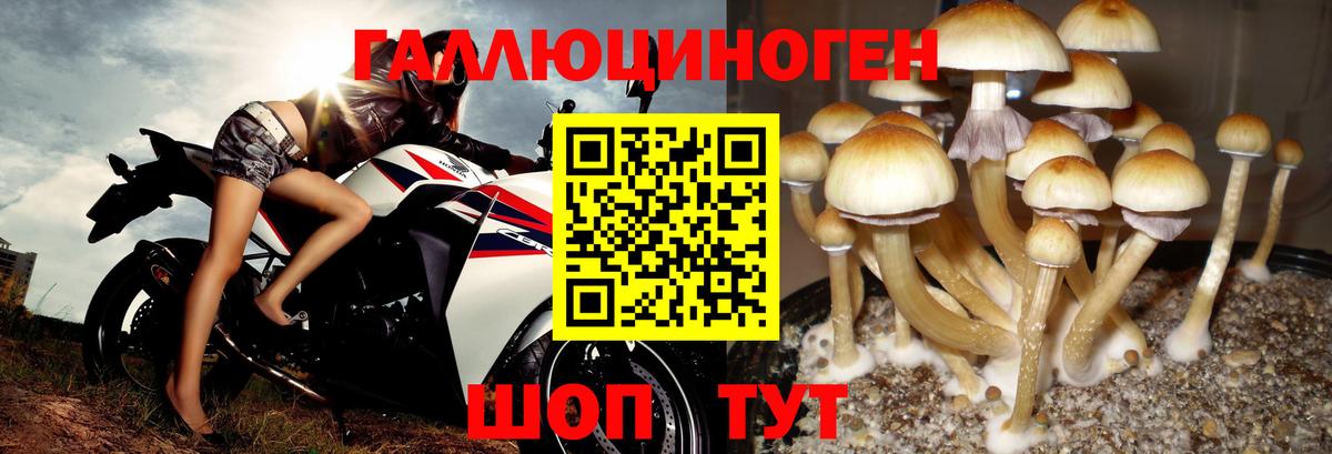 Галлюциногенные грибы GOLDEN TEACHER Тутаев